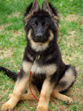 2 - Shilo Riggs (dog/ puppy)